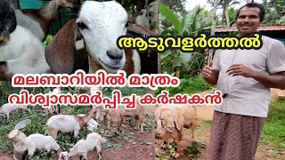 ആടുവളർത്തൽ#goat farming/മലബാറി ആടുകൾ/malabari goats in kannur