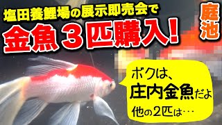 【庭池】塩田養鯉場さんの展示即売会で金魚３匹購入して庭池に投入！【庄内金魚】