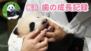 ジャイアントパンダ「楓浜」の歯の成長を振り返ってみよう♪