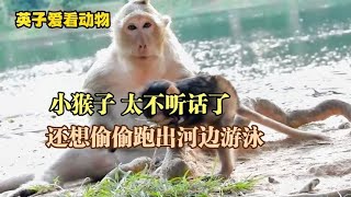 猴妈妈打小猴子屁股，主要是他太不听话，还想去河边游泳