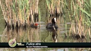 Eurasian Coot - Fulica atra - Φαλαρίδα - Лысуха