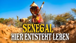 Wir pflanzen einen Wald in der Wüste - FOOD FOREST | Weltreise - Senegal