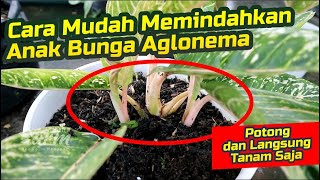 Cara Mudah Memindahkan Anak Bunga Aglonema II Easy Ways to Move Aglonema Flower Children