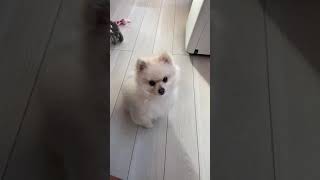 新・リンゴをキャッチチャレンジするポメラニアン【117日目】Apple Catch Challenge Pomeranian [Day 117]