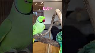 ファフ子姫のゴリ押しに許してしまったフクちゃん #ワカケホンセイインコ #セキセイインコ #shorts