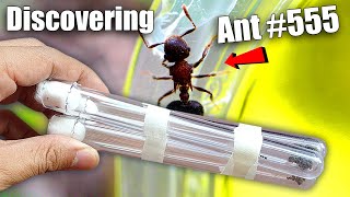 How We Accidentally Discovered ANT # 555 and Made History