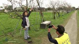 羅莊櫻花步道墨染櫻盛開   把握最後賞櫻時機