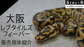 大阪レプタイルズフィーバー 販売個体紹介【ボールパイソン】