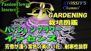 【XYOSSIYのライフチャンネル】家庭栽培図鑑　パッションフラワー　インセンス（Passionflower Insence、家庭栽培、トケイソウ)