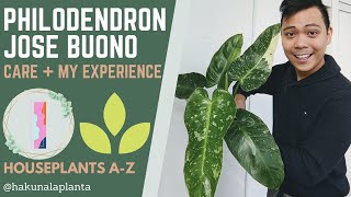 Philodendron Jose Buono Care Guide (Variegated Philodendron Imbe) - PART 1 (Hous