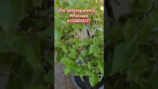 Hybridbougainvilla plants available for sale. All kerala direct delivery.# whatsapp 6235800327.#all