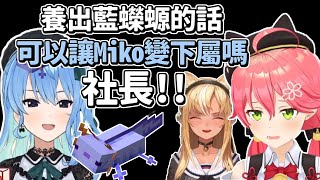 【星街彗星】想幫忙養殖藍蠑螈卻被社長無情吐槽的Miko【櫻巫女/不知火芙蕾雅】【Hololive中文】