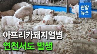 아프리카돼지열병, 경기 파주 이어 연천서도 발생 / 연합뉴스 (Yonhapnews)