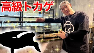 希少でなまらかっこいいアオジタを紹介！【DREXX|アオジタトカゲ】