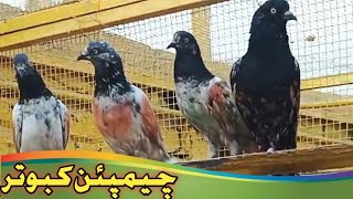 Ustad Mithu Lali || Champion Punjab Jeaith 2022|| Pakistan Pigeons Club