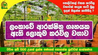 ආරක්‍ෂිත ගෘහයක් තුල කරවිල වගාව | Bitter Gourd Cultivation | Polytunnel Cultivation | Aswanna