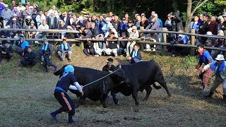 サントリー地域文化賞 島根県隠岐の島町『全隠岐牛突き連合会』 1分50秒