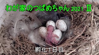 わが家のツバメちゃん2021 Ⅱ ⑥　孵化１日目