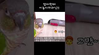 엄마가 하고싶은 말을 대신하는 앵무새?!ㅋ#shorts