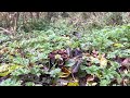 wavy cap mushrooms uk