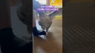 父ちゃんの靴下が大好きなフクロウ#owl #アメリカワシミミズク #癒し