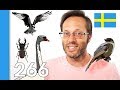 Learn Sweden's State Animals - 10 Swedish Words #266