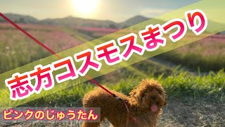 【コスモス畑】ペットとお出かけ兵庫県おすすめスポット！加古川市志方コスモスまつり