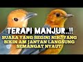 TERAPI MANJUR BIKIN ANIS MERAH JANTAN IKUT BUNYI | PANCINGAN NGEPLONG @MATPUNK