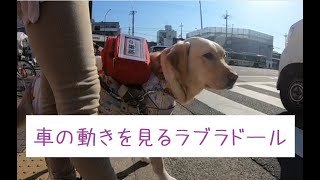 盲導犬が言うことを聞かない時は？（音声版あり）