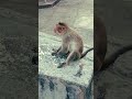 monkey vs prasadam