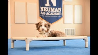 Chewy (Aussie Doodle) Boot Camp Dog Training Video Demonstration