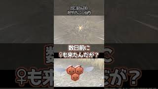 【ポケモンSV】カムカメの色違い、なんか海外のオモチャっぽくない？【本日の色違い】　#Shorts