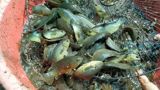 After 2 months of Climbing Perch fish breeding - ប្តូរអាងកូនត្រីក្រាញ់ដែលមានអាយុ ២ខែ