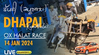 🔴[Live] Dhapai (Kapurthala) OX Halat Race 14 Jan 2024