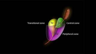 Prostate Anatomy