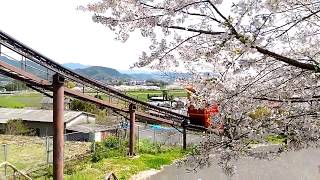 花立山温泉のモノレールと桜