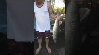 bangus 7 years old na. mahigit 10 kilos. #viral #fish #fishing