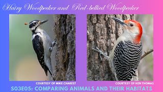 Comparing the Hairy Woodpecker and Red-bellied Woodpecker