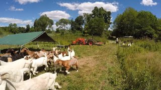 ALL THE GOATS ARE IN ONE PASTURE! | Putting Does and Kids back together