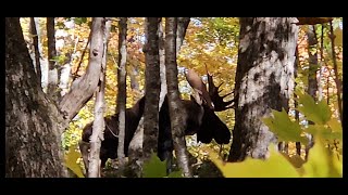 Ontario Cow Moose hunt part 1 (Big Ontario bull moose)