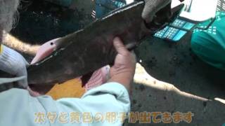 ビワマスの採卵を見学してみませんか　Biwa trout collecting eggs