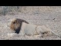 At makalali private game lodge