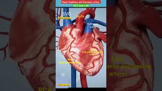 Heart anatomy and coronary artery l IVC l SVCl Aortal  #heart #shorts