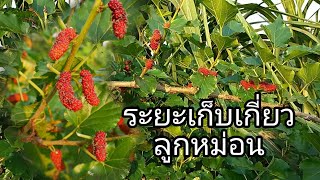 Mulberry ระยะเก็บผลผลิต ลูกหม่อน ลูกมัลเบอรี่ ep.2 จบ