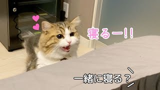 一緒に寝る？と誘うと嬉しそうに添い寝してくる猫が可愛い！