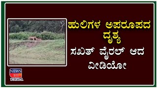 ಹುಲಿಗಳ ಅಪರೂಪದ ದೃಶ್ಯ - ಸಖತ್ ವೈರಲ್ ಆದ ವೀಡಿಯೋ | News101