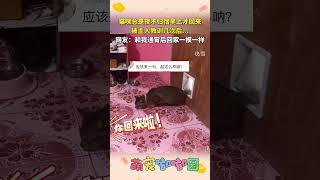 像不像夜不归宿凌晨回家的你？ #cute #cat #pets #animals#shorts