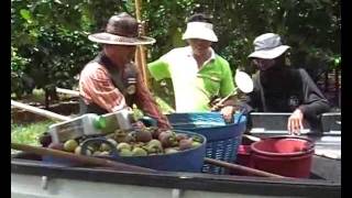 มังคุดหวานลูกใหญ่Mangosteen the big sweet thin