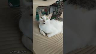 நடு ராத்திரி 12 மணி ஆகுது 🙆‍♀️#cats#youtubeshorts #funnyshorts #kittycomedy #catvideos #catlovers