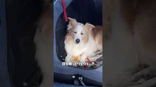 寝たフリしている犬の横で子犬を撫でた時の反応がこちら...【#ゴールデンレトリバー  #ボーダーコリー 】#shorts